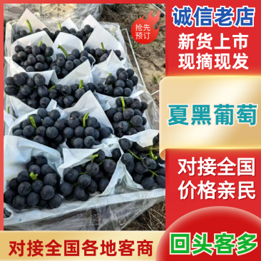 【精选】夏黑葡萄河北无籽葡萄对接电商市场商超可视频
