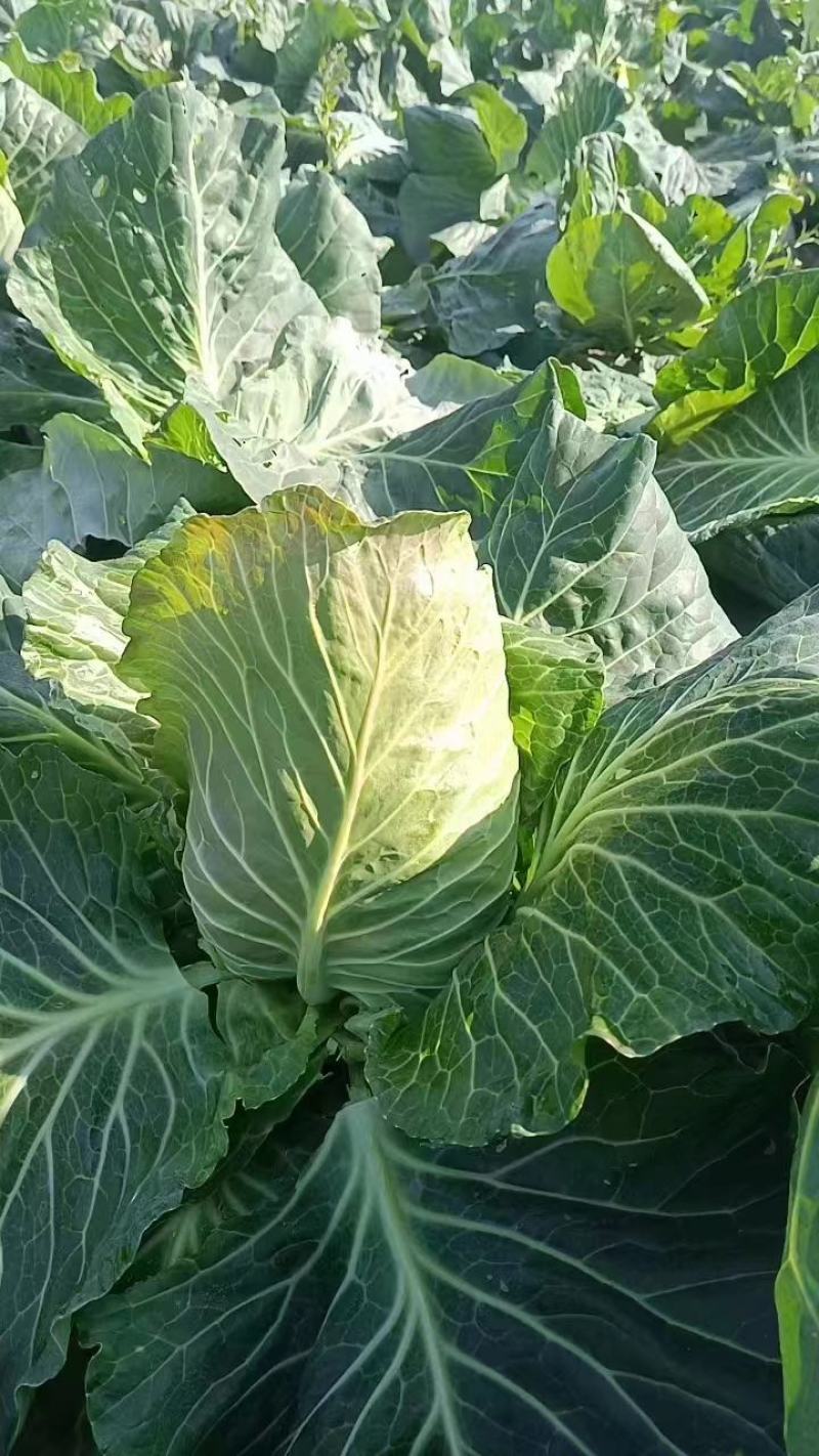 云南昭通永善县牛心甘蓝新鲜牛心菜大量有新货欢迎咨询