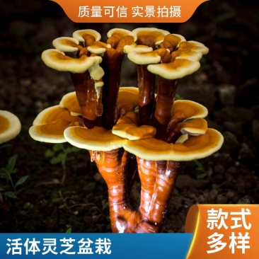 幼儿园科普灵芝菌包简单好养沉浸式体验植物生长