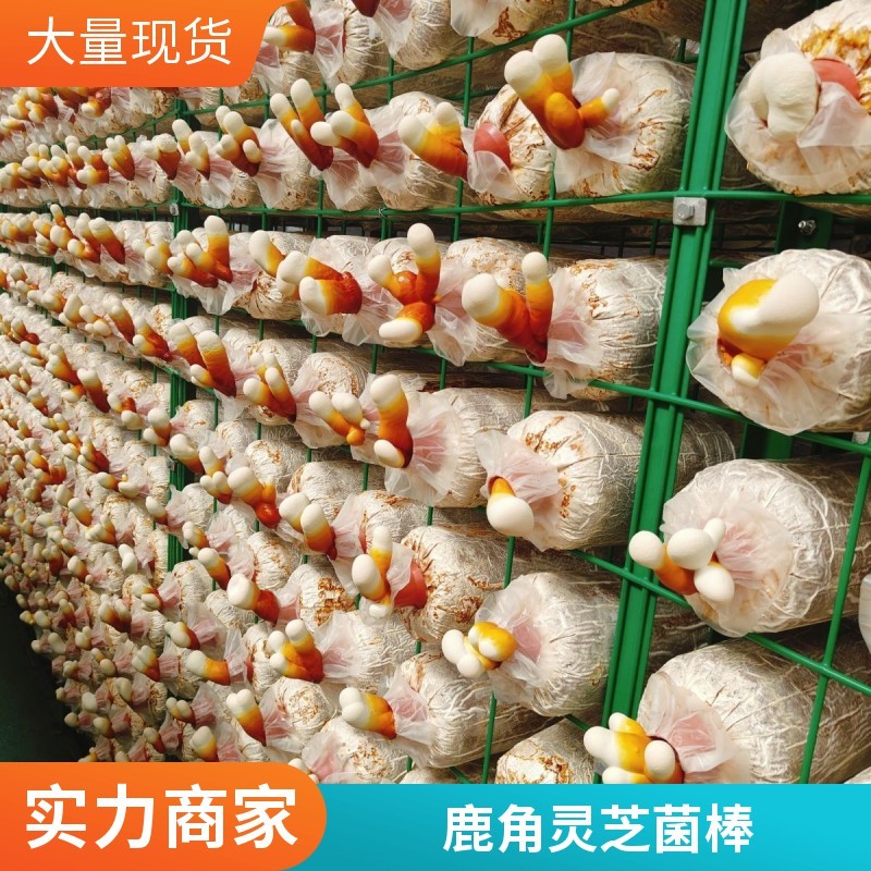 幼儿园科普灵芝菌包简单好养沉浸式体验植物生长