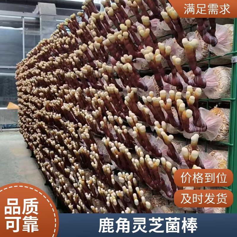 幼儿园科普灵芝菌包简单好养沉浸式体验植物生长