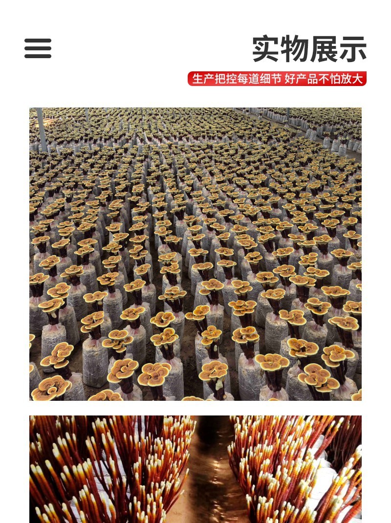 幼儿园科普灵芝菌包简单好养沉浸式体验植物生长