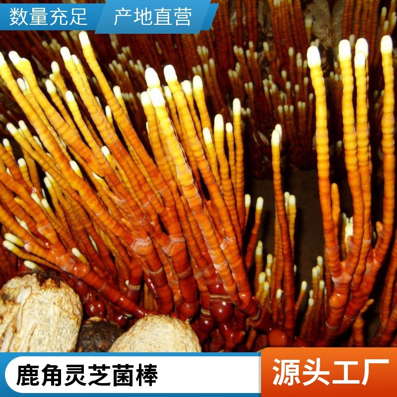 亲子互动种植套装活体灵芝菌包盆栽解锁居家自然小课堂