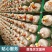 亲子互动种植套装活体灵芝菌包盆栽解锁居家自然小课堂
