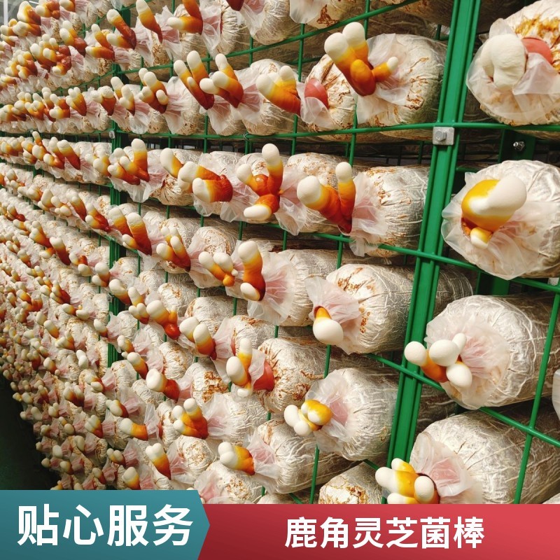 亲子互动种植套装活体灵芝菌包盆栽解锁居家自然小课堂