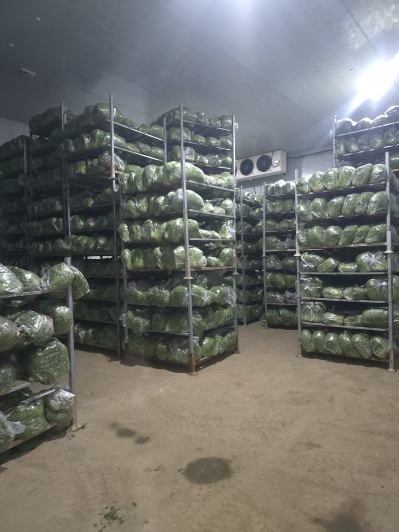 河北唐山铁杆青香菜新鲜上市可视频看货欢迎来电