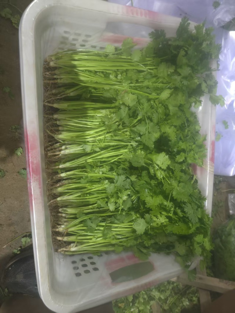河北唐山铁杆青香菜新鲜上市可视频看货欢迎来电