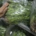 河北唐山铁杆青香菜新鲜上市可视频看货欢迎来电