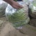 河北唐山铁杆青香菜新鲜上市可视频看货欢迎来电