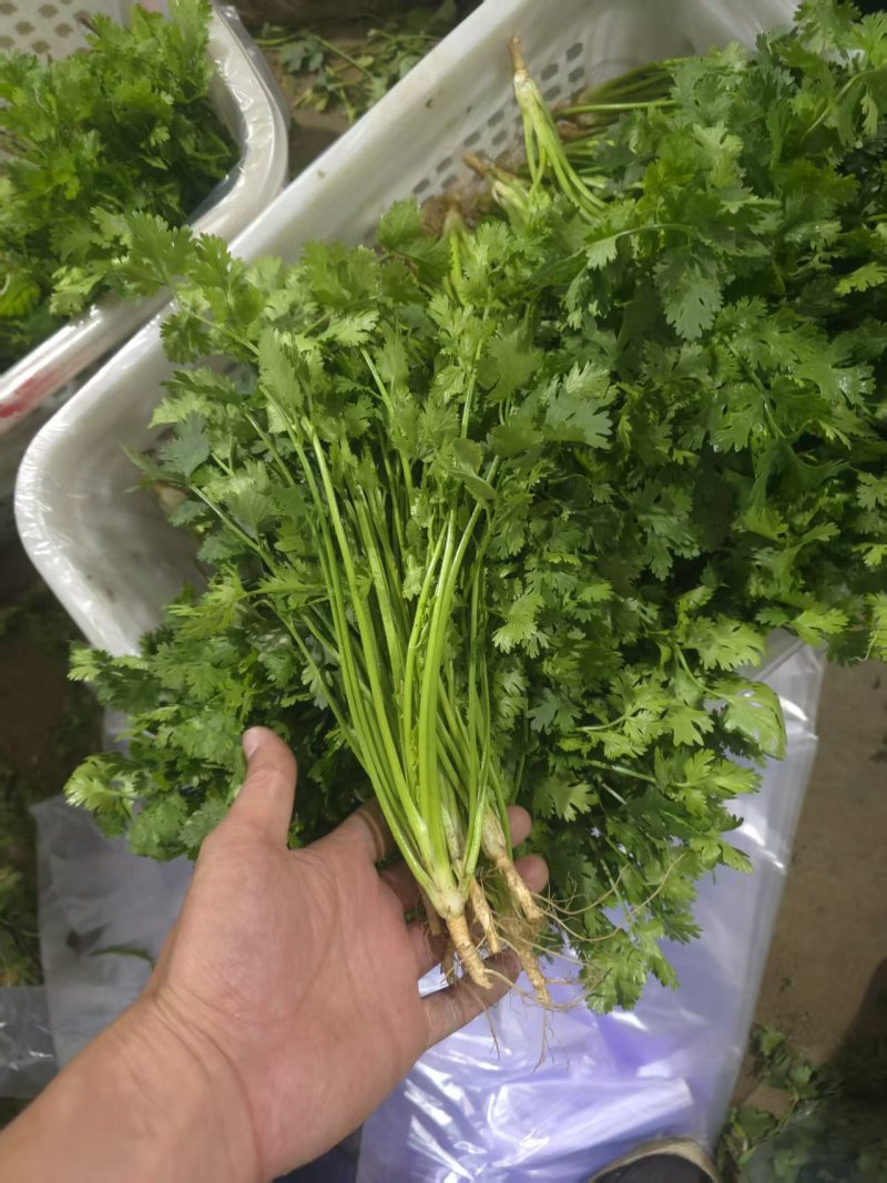 河北唐山铁杆青香菜新鲜上市可视频看货欢迎来电