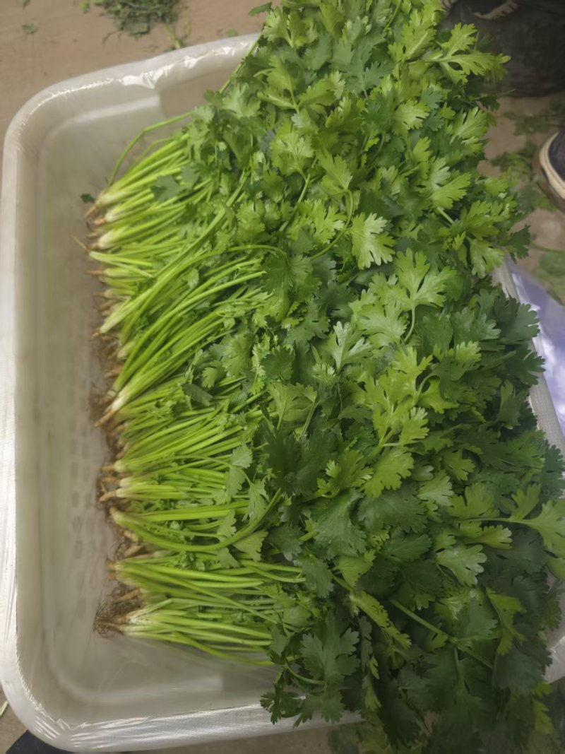 唐山铁杆青香菜自产自销规格齐全，对接全国电商市场