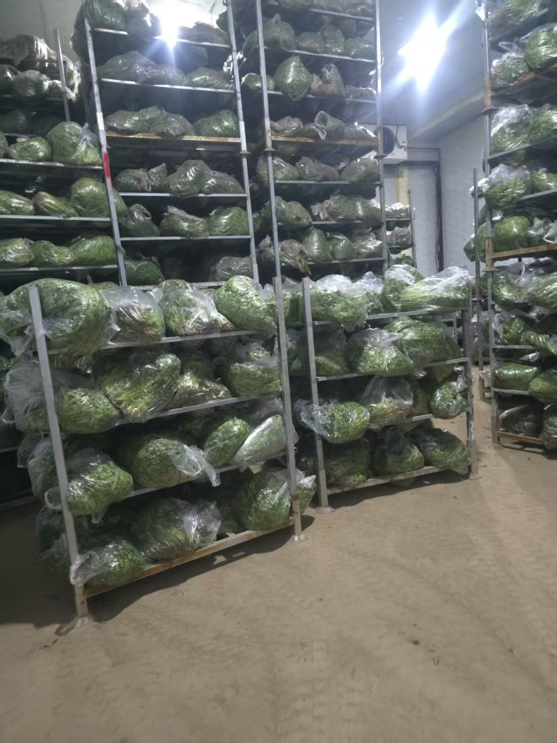 唐山铁杆青香菜自产自销规格齐全，对接全国电商市场