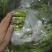 唐山铁杆青香菜自产自销规格齐全，对接全国电商市场