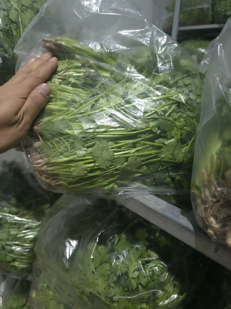 唐山铁杆青香菜自产自销规格齐全，对接全国电商市场