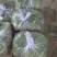 唐山铁杆青香菜自产自销规格齐全，对接全国电商市场