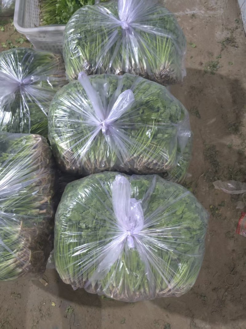 唐山铁杆青香菜自产自销规格齐全，对接全国电商市场