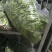 唐山香菜铁杆青中叶自产自销规格齐全，对接全国电商市场