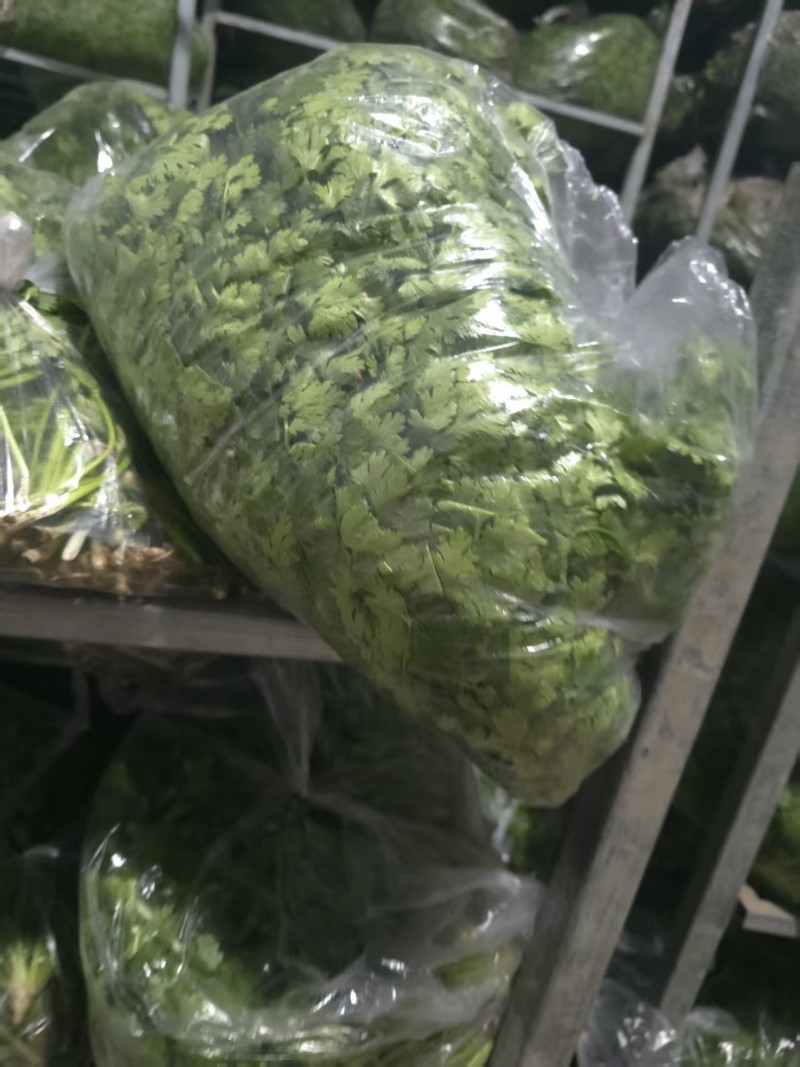 唐山香菜铁杆青中叶自产自销规格齐全，对接全国电商市场