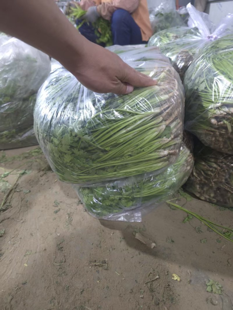 唐山香菜铁杆青中叶自产自销规格齐全，对接全国电商市场