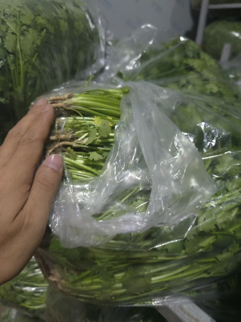 唐山香菜铁杆青中叶自产自销规格齐全，对接全国电商市场