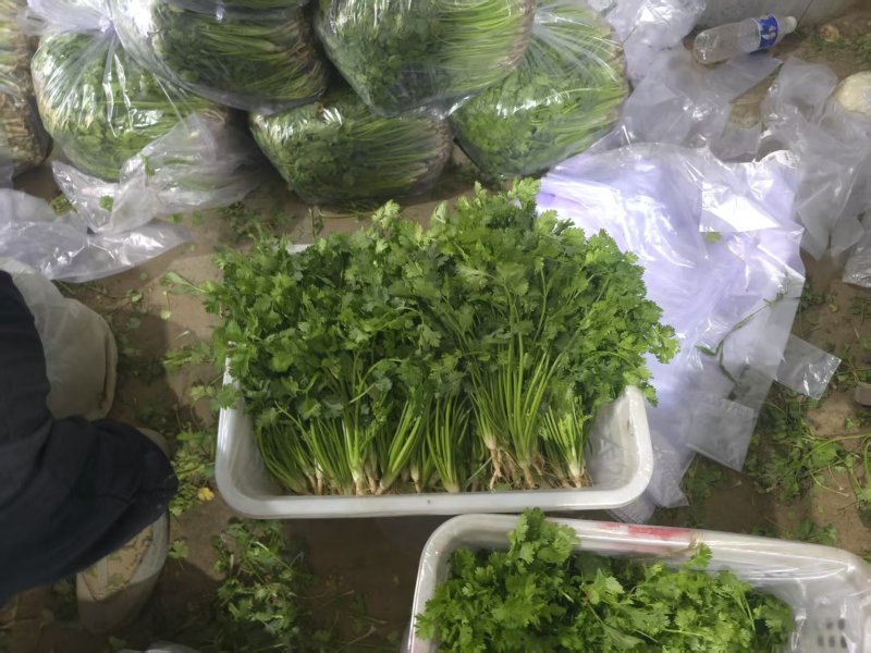 河北唐山中叶铁杆青香菜全年供应，量大从优，可视频看货