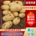 湖北土豆实验一沃土电商货小土豆大量有货