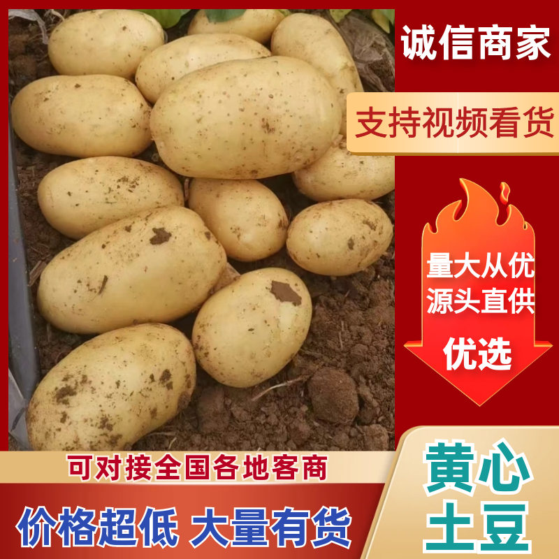 湖北土豆实验一沃土电商货小土豆大量有货