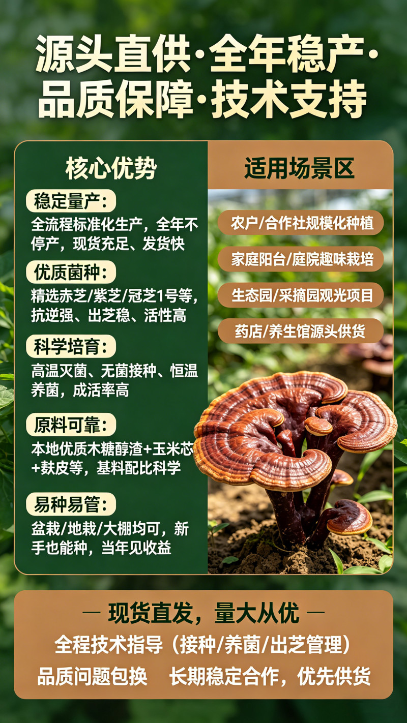 可食用灵芝菌包生态观光农场采摘大棚种植安心养生