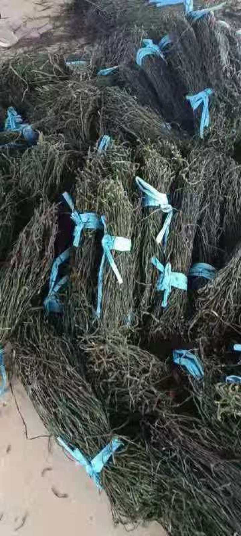 山东干豆角烘干干豆角大量有货一手货源可视频看货