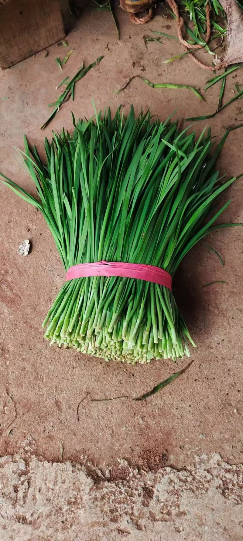 韭菜临漳大叶韭菜交通便利，品种、规格齐全基地直发