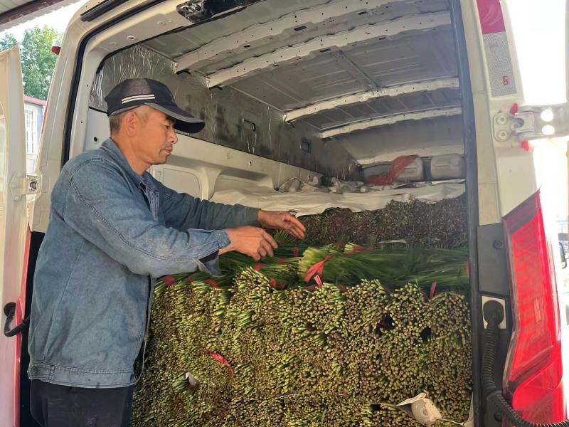 韭菜临漳大叶韭菜交通便利，品种、规格齐全基地直发