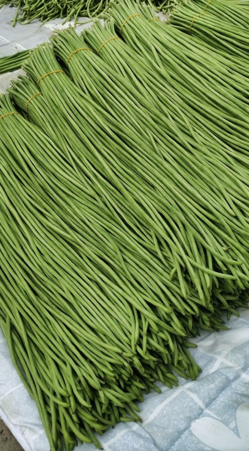 山东长豆角精品青条豆角对接电商市场商超视频看货