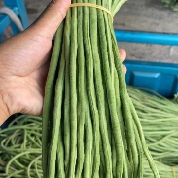山东长豆角精品青条豆角对接电商市场商超视频看货