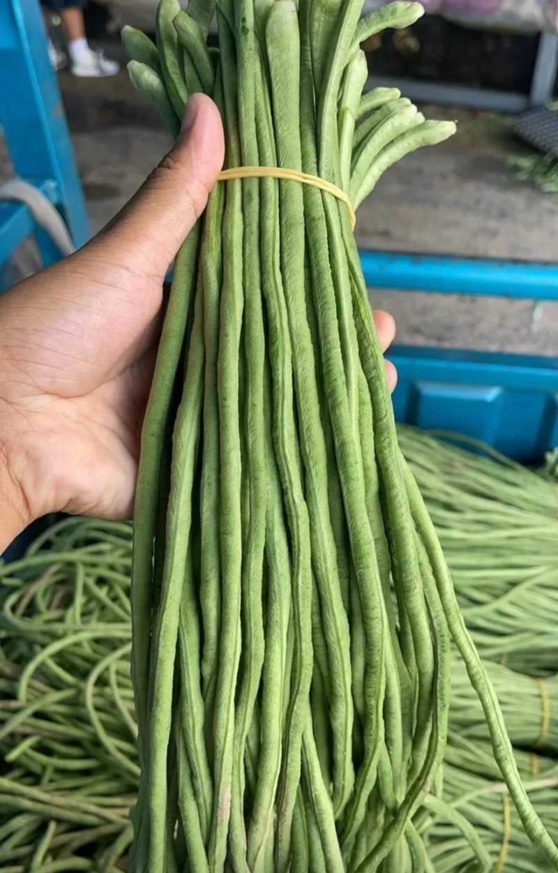 山东长豆角精品青条豆角对接电商市场商超视频看货