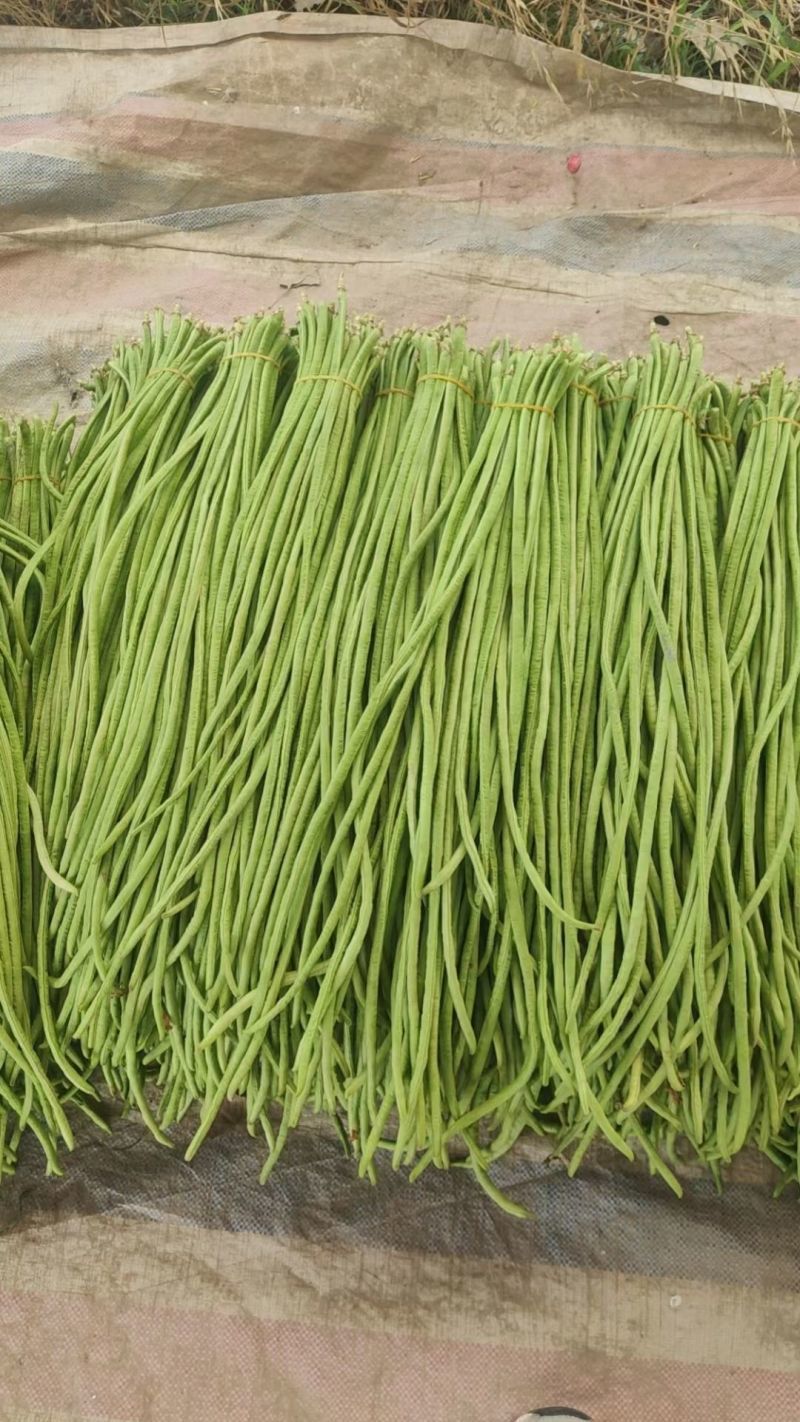 山东长豆角精品青条豆角对接电商市场商超视频看货