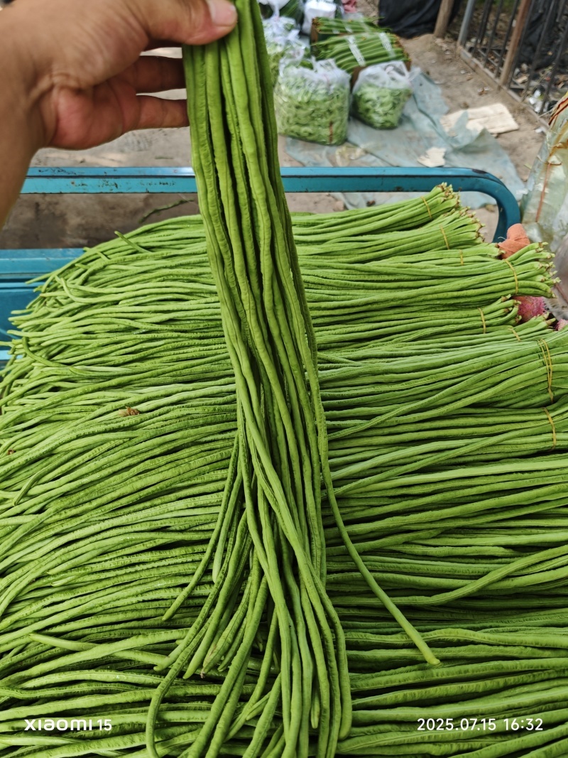 山东长豆角精品青条豆角对接电商市场商超视频看货