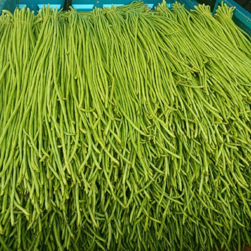 山东长豆角精品青条豆角对接电商市场商超视频看货