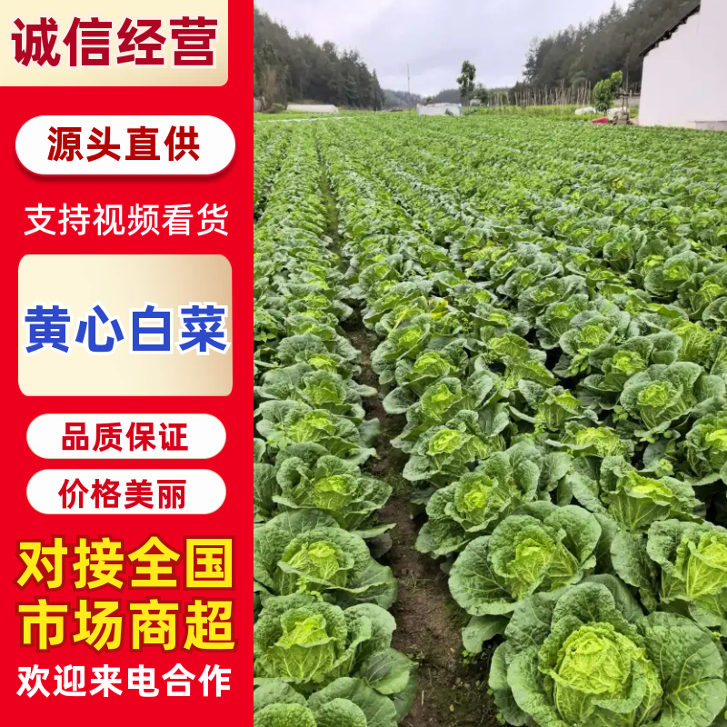 湖北黄心大白菜基地直发对接商超团购电商一条龙服务
