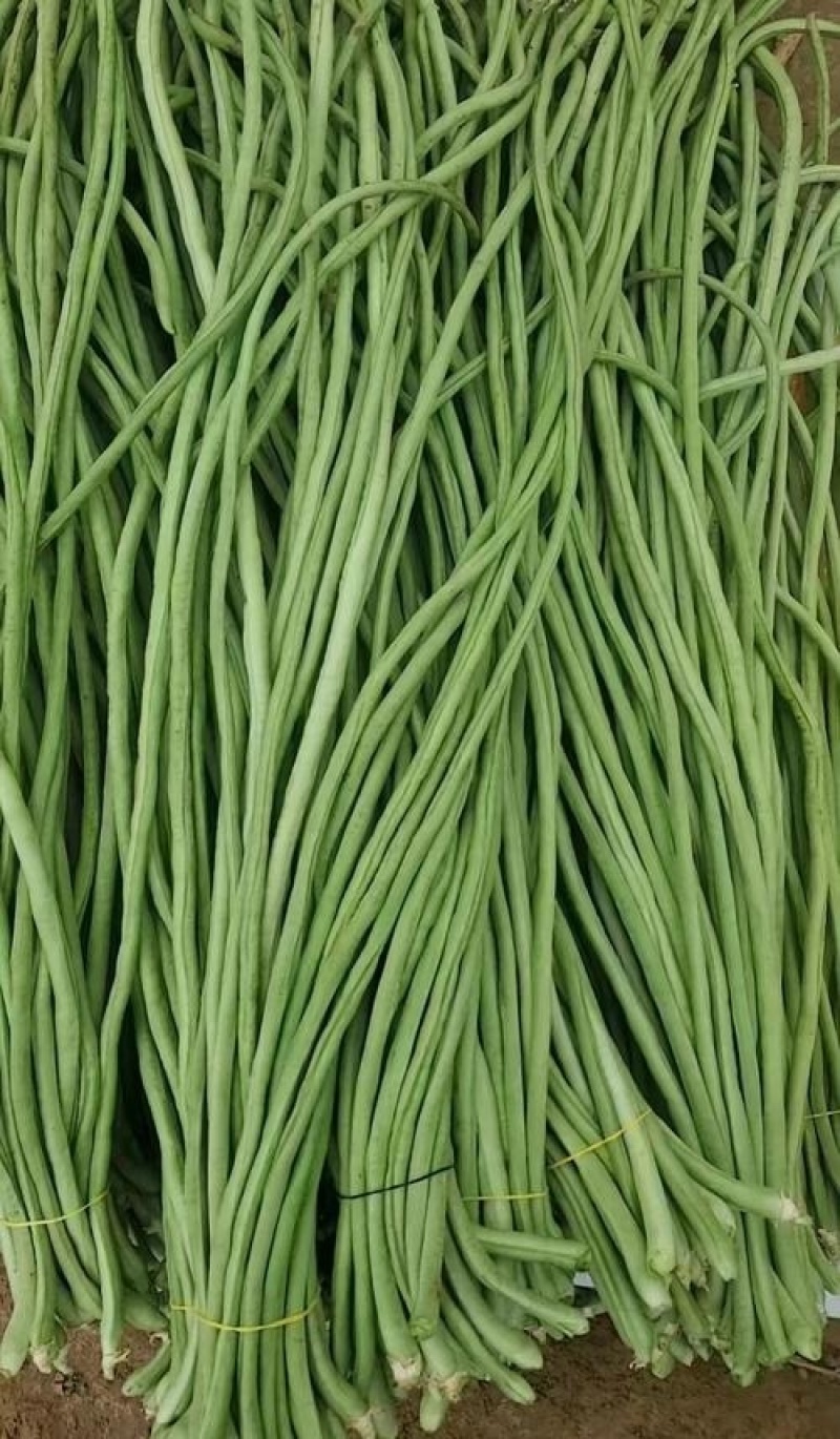 山东长豆角精品青条豆角对接电商市场商超视频看货