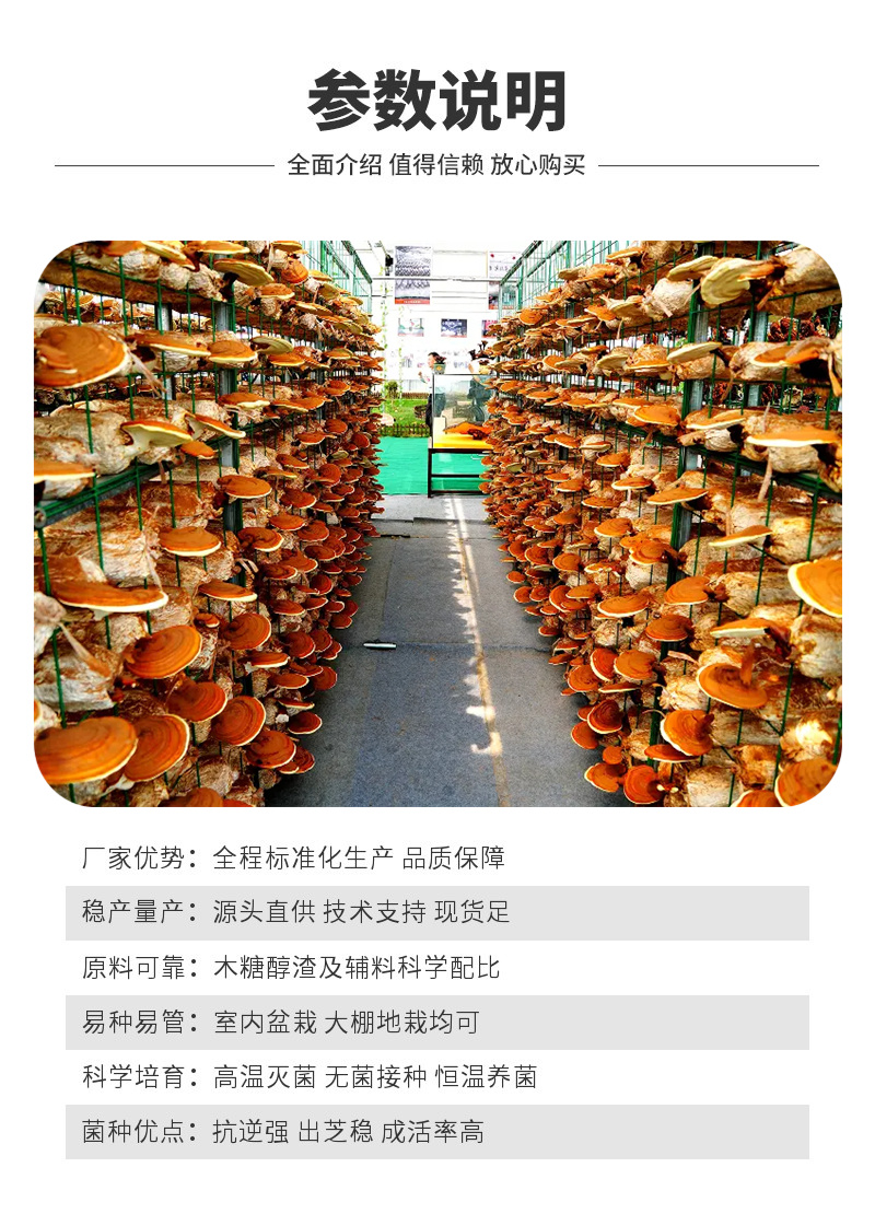 正宗药用灵芝培育菌包出苗率高灵芝菌棒煲汤泡酒专用