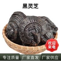 山东产地黑灵芝干货整朵家用煲汤泡水原料散装批发