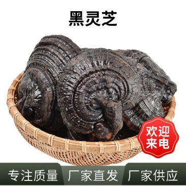 山东产地黑灵芝干货整朵家用煲汤泡水原料散装批发