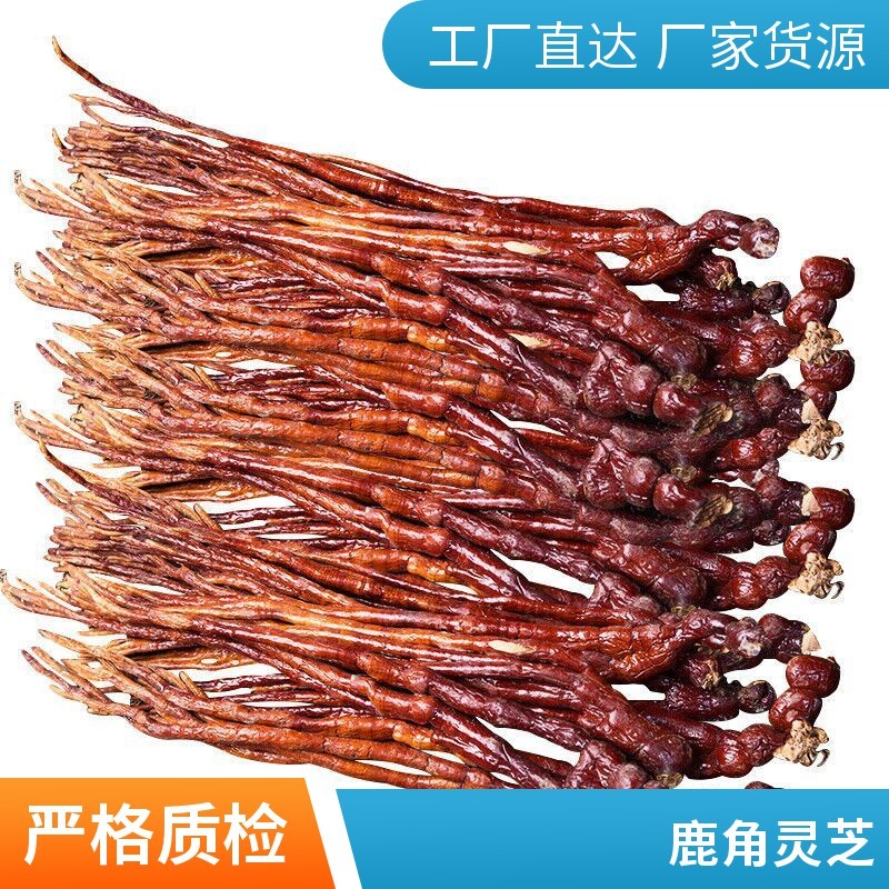 鹿角灵芝干货原产地直发煲汤用料散装量大价优