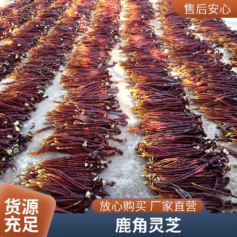 鹿角灵芝干货原产地直发煲汤用料散装量大价优