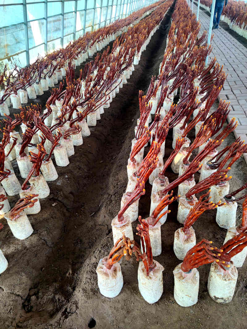 鹿角灵芝干货原产地直发煲汤用料散装量大价优