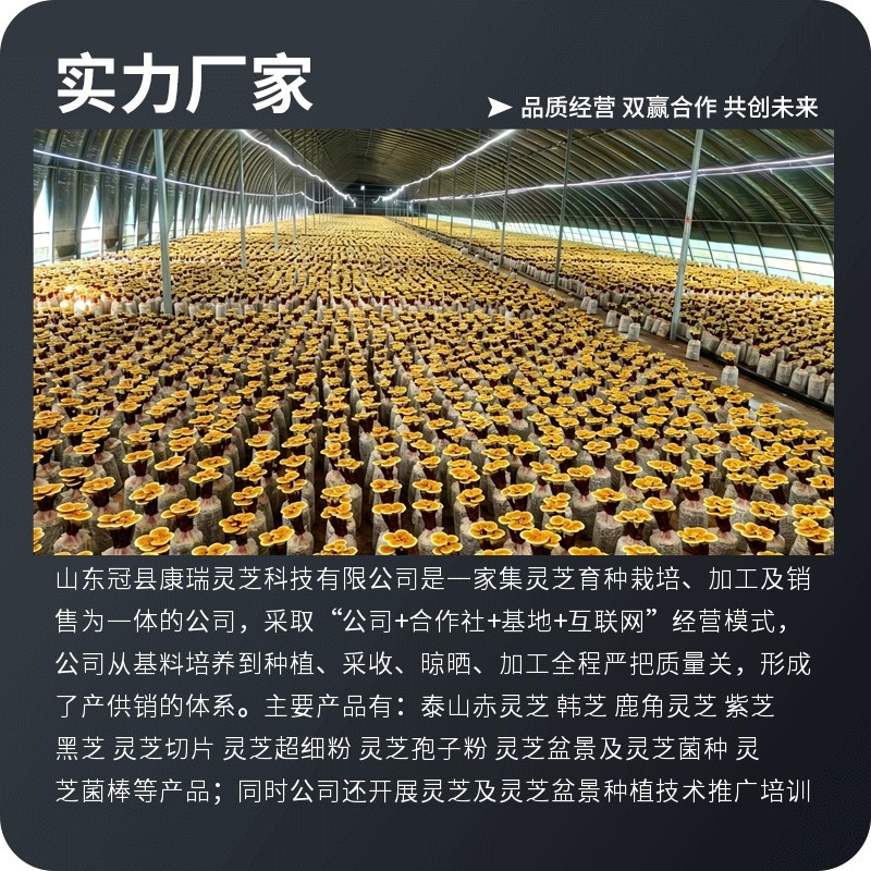 整朵赤灵芝干货散装批发规格可选头茬灵芝产地货源