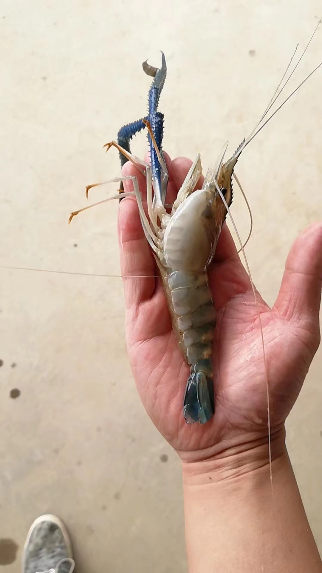 [罗氏沼虾批发]浙江湖州南浔区罗氏沼虾 0.08元/个罗氏虾苗 _ 一亩田