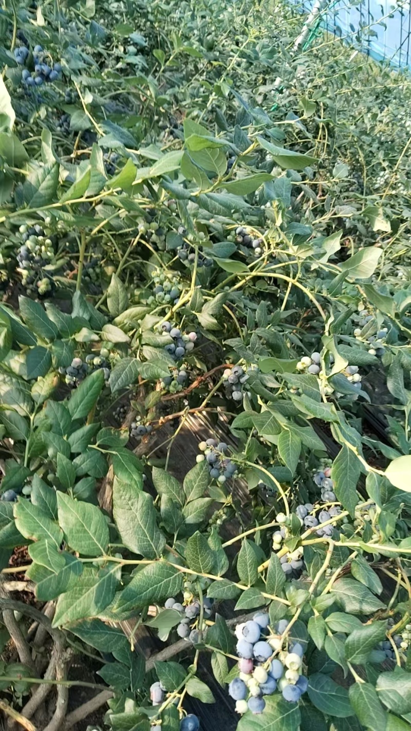 丹东北陆蓝莓冷棚货耐储存运输大小都有现场挑货满意装车接电商