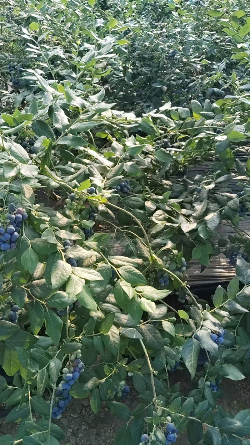 丹东北陆蓝莓冷棚货耐储存运输大小都有现场挑货满意装车接电商