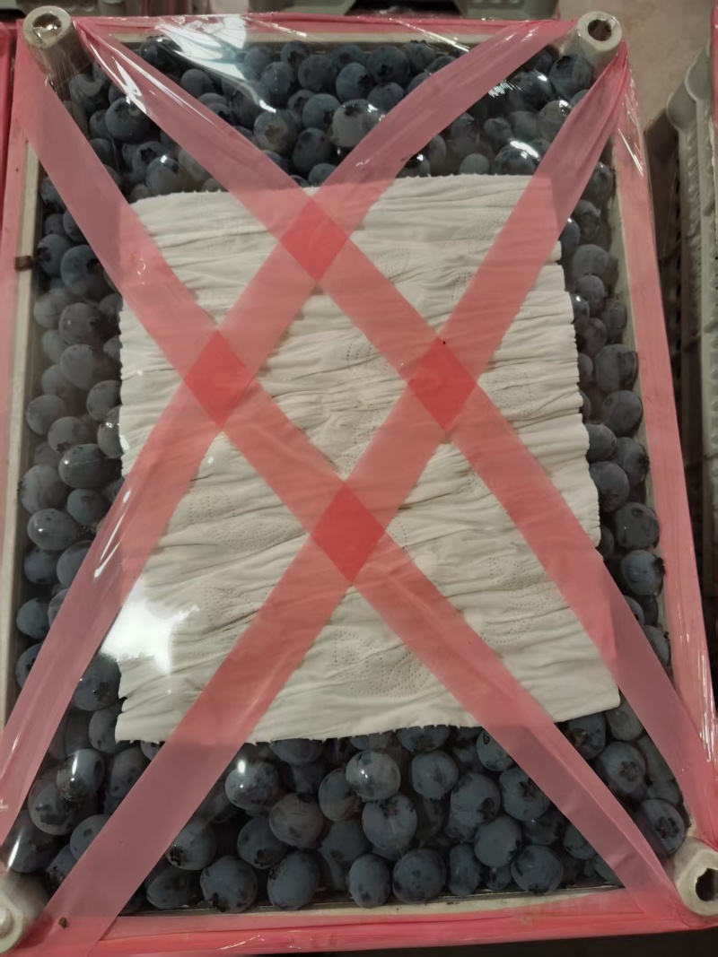 丹东北陆蓝莓冷棚货耐储存运输大小都有现场挑货满意装车接电商